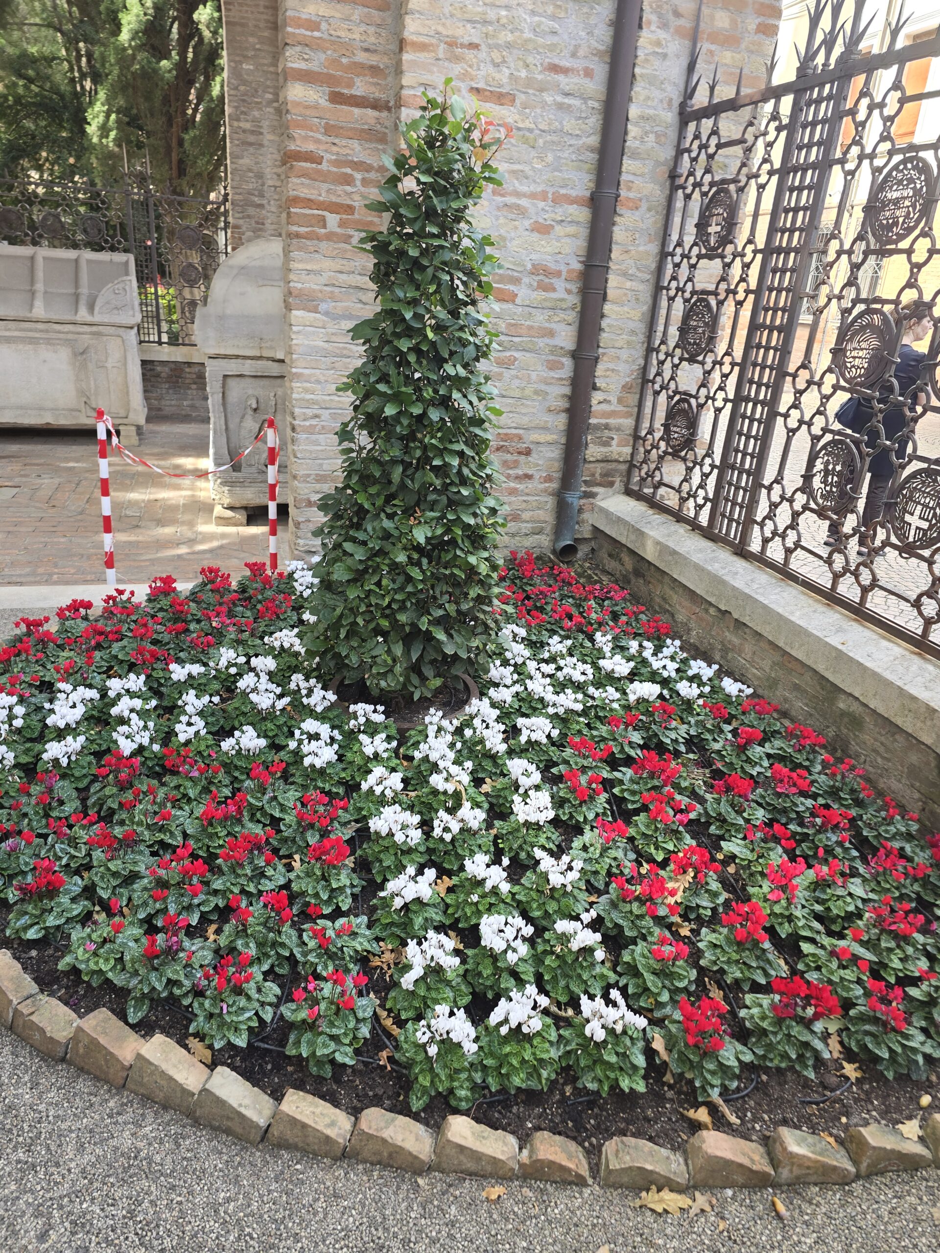 Red and white cyclamen flowers outside a Ravenna church gate