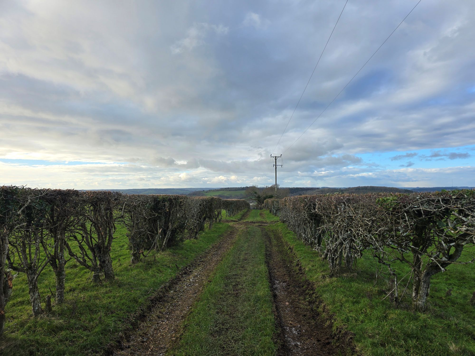 Hedgerow track leading to open Dorset countryside — somewhere worth going
