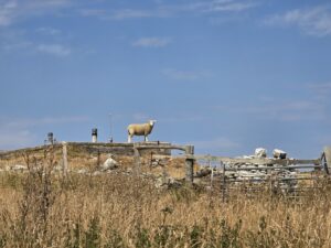 Hardy Monument & Blackdown Nature Reserve. A Loop We’ll Be Back For.