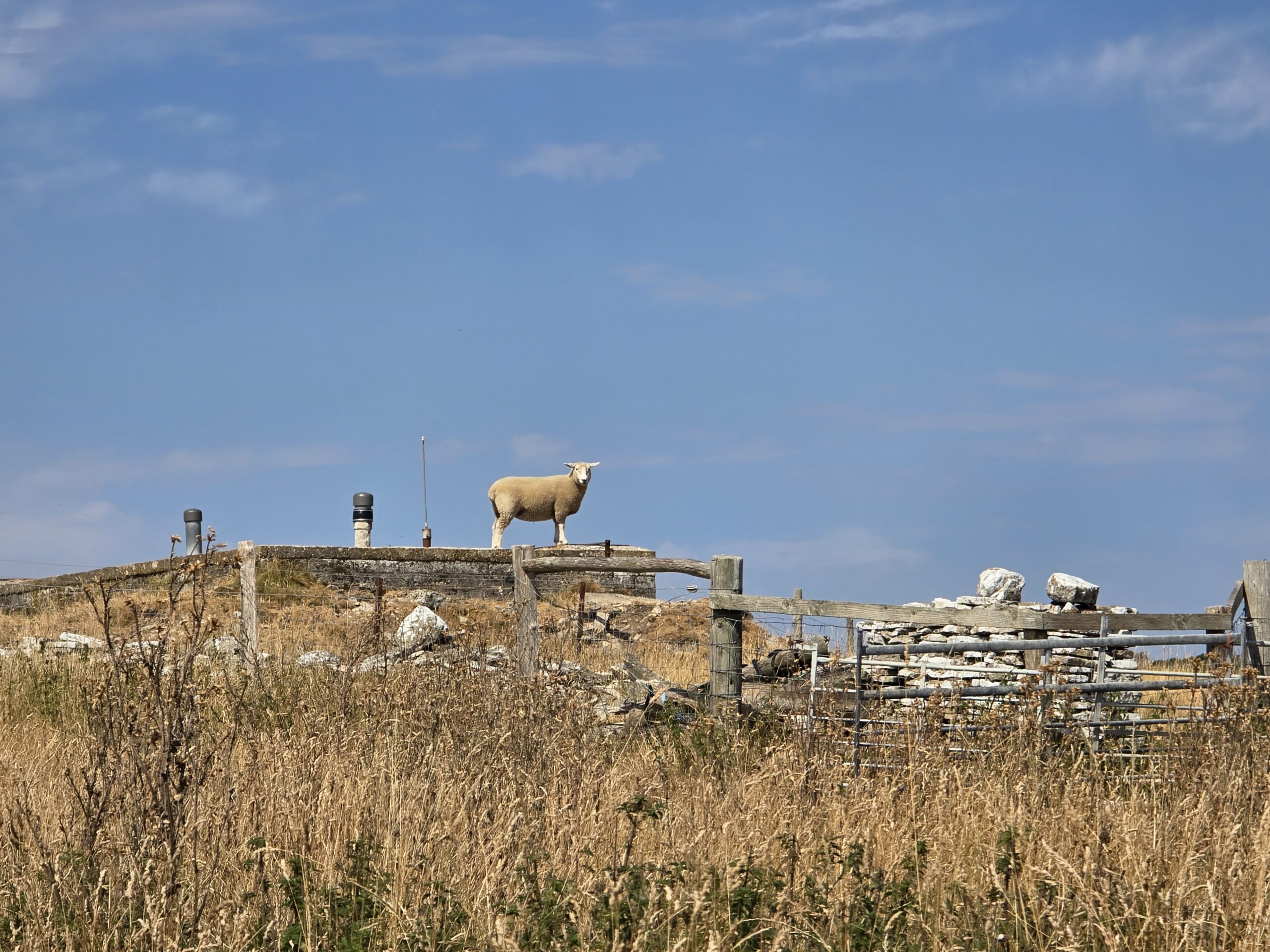 Hardy Monument & Blackdown Nature Reserve. A Loop We’ll Be Back For.