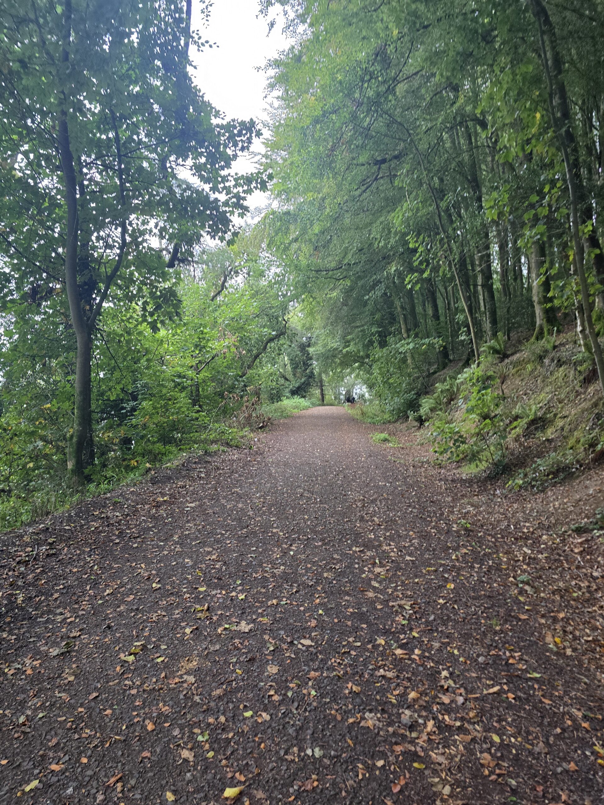 Langdon Hill. Ancient Wood. A Loop We’re Going to Love.